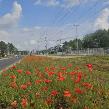 Kwietne łąki - efektowne i ekologiczne
