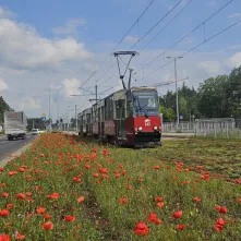 Kwietne łąki - efektowne i ekologiczne