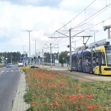 Kwietne łąki - efektowne i ekologiczne