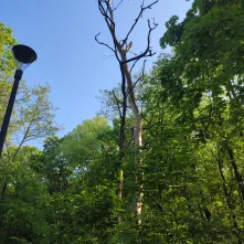 Interwencyjna wycinka drzew: kontynuujemy prace