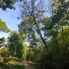 Interwencyjna wycinka drzew: kontynuujemy prace