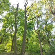 Interwencyjna wycinka drzew: kontynuujemy prace