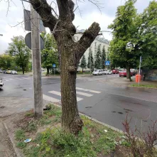 W I kwartale 2026 roku rozpoczną się prace związane z interwencyjną wycinką drzew obumarłych, nierokujących szans na przeżycie i zagrażających bezpieczeństwu ludzi i mienia znajdujących się w pasach drogowych oraz na terenach zieleni w Toruniu.