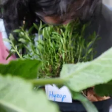 Zielony plac zabaw - interwencje małych ogrodników to zadanie, którego celem jest zazielenienie i odczarowanie terenu przed Domem Kultury Bydgoskie Przedmieście.