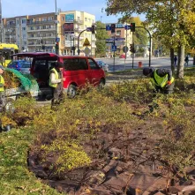 Nasadzenia krzewów tawuły przy Czerwonej Drodze