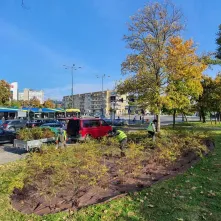 Nasadzenia krzewów tawuły przy Czerwonej Drodze
