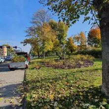 Nasadzenia krzewów tawuły przy Czerwonej Drodze