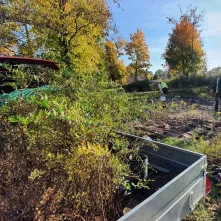 Nasadzenia krzewów tawuły przy Czerwonej Drodze