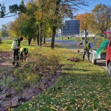 Nasadzenia krzewów tawuły przy Czerwonej Drodze