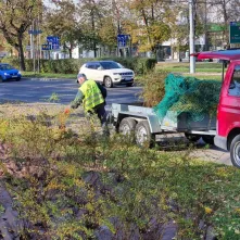 Nasadzenia krzewów tawuły przy Czerwonej Drodze