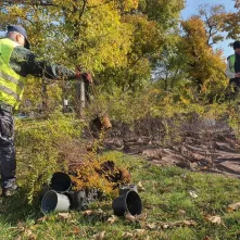 Nasadzenia krzewów tawuły przy Czerwonej Drodze