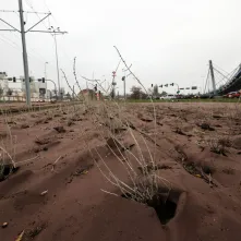 Nasadzenia przy Placu Daszyńskiego, listopad 2024