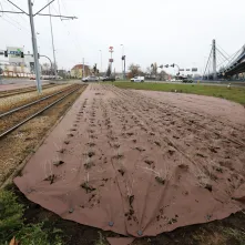 Nasadzenia przy Placu Daszyńskiego, listopad 2024