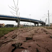 Nasadzenia przy Placu Daszyńskiego, listopad 2024