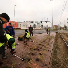 Nasadzenia przy Placu Daszyńskiego, listopad 2024