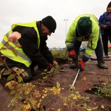 Nasadzenia przy Placu Daszyńskiego, listopad 2024