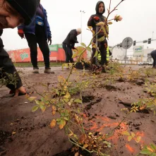 Nasadzenia przy Placu Daszyńskiego, listopad 2024