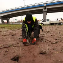 Nasadzenia przy Placu Daszyńskiego, listopad 2024