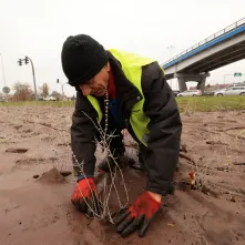 Nasadzenia przy Placu Daszyńskiego, listopad 2024