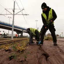 Nasadzenia przy Placu Daszyńskiego, listopad 2024