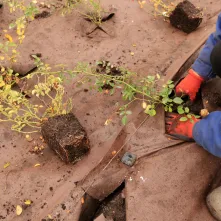 Nasadzenia przy Placu Daszyńskiego, listopad 2024