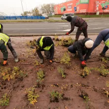 Nasadzenia przy Placu Daszyńskiego, listopad 2024
