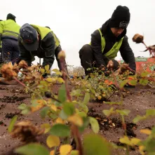 Nasadzenia przy Placu Daszyńskiego, listopad 2024