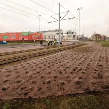 Nasadzenia przy Placu Daszyńskiego, listopad 2024