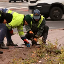 Nasadzenia przy Placu Daszyńskiego, listopad 2024
