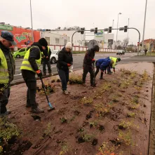Nasadzenia przy Placu Daszyńskiego, listopad 2024
