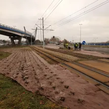 Nasadzenia przy Placu Daszyńskiego, listopad 2024