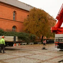 Montaż choinki bożonarodzeniowej, 29.11.2024 r.