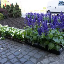 Nasadzenia kwiatów, 27.05.2025 r.