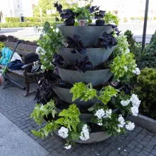 Nasadzenia kwiatów, 27.05.2025 r.