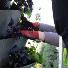 Nasadzenia kwiatów, 27.05.2025 r.