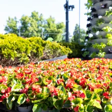 Nasadzenia kwiatów, 27.05.2025 r.