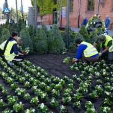 Nasadzenia kwiatów, 27.05.2025 r.