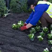 Nasadzenia kwiatów, 27.05.2025 r.