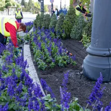 Nasadzenia kwiatów, 27.05.2025 r.