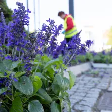 Nasadzenia kwiatów, 27.05.2025 r.