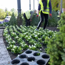 Nasadzenia kwiatów, 27.05.2025 r.