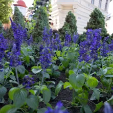 Nasadzenia kwiatów, 27.05.2025 r.