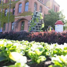 Nasadzenia kwiatów, 27.05.2025 r.