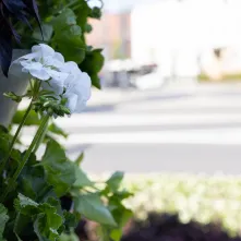 Nasadzenia kwiatów, 27.05.2025 r.