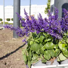 Nasadzenia kwiatów, 27.05.2025 r.