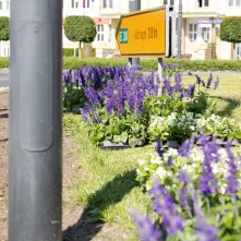 Nasadzenia kwiatów, 27.05.2025 r.