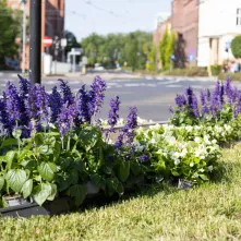 Nasadzenia kwiatów, 27.05.2025 r.