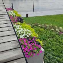  Ukwiecony Bulwar Filadelfijski