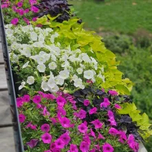  Ukwiecony Bulwar Filadelfijski