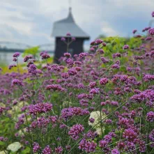  Ukwiecony Bulwar Filadelfijski